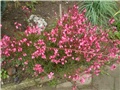 gaura